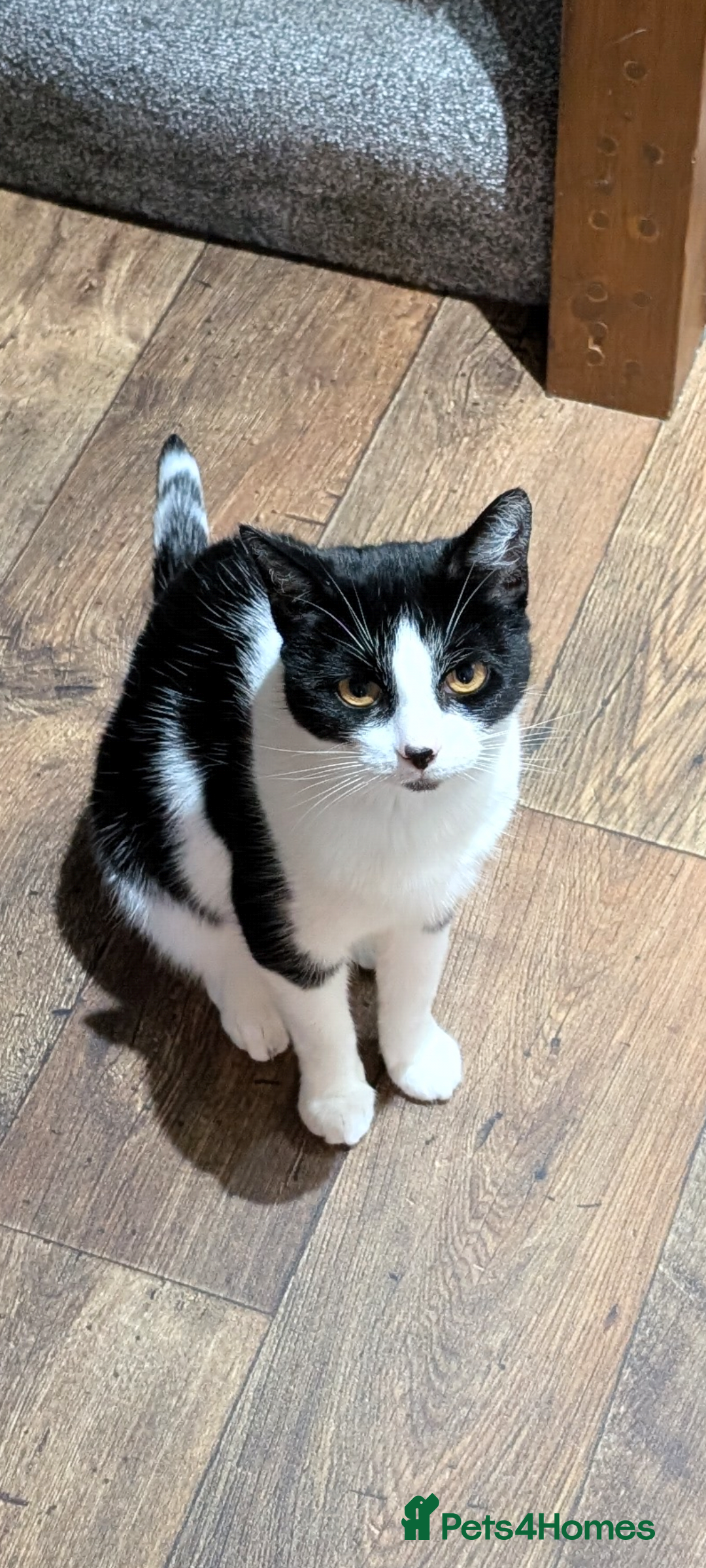 Domestic Shorthair cats for sale: Male cat called domino  - Image 2