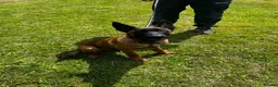 Belgian Shepherd Dog dogs for sale: World Champion Sired Puppies  - Advert 13