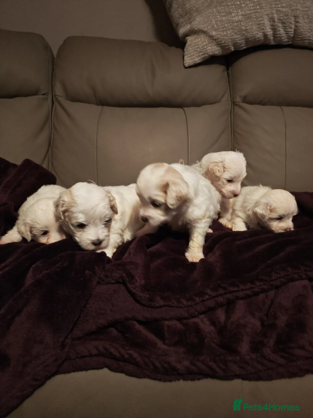 Mixed Breed dogs for sale: Maltipoo x Coton de Tulear Puppies – 5 Males - Advert 20