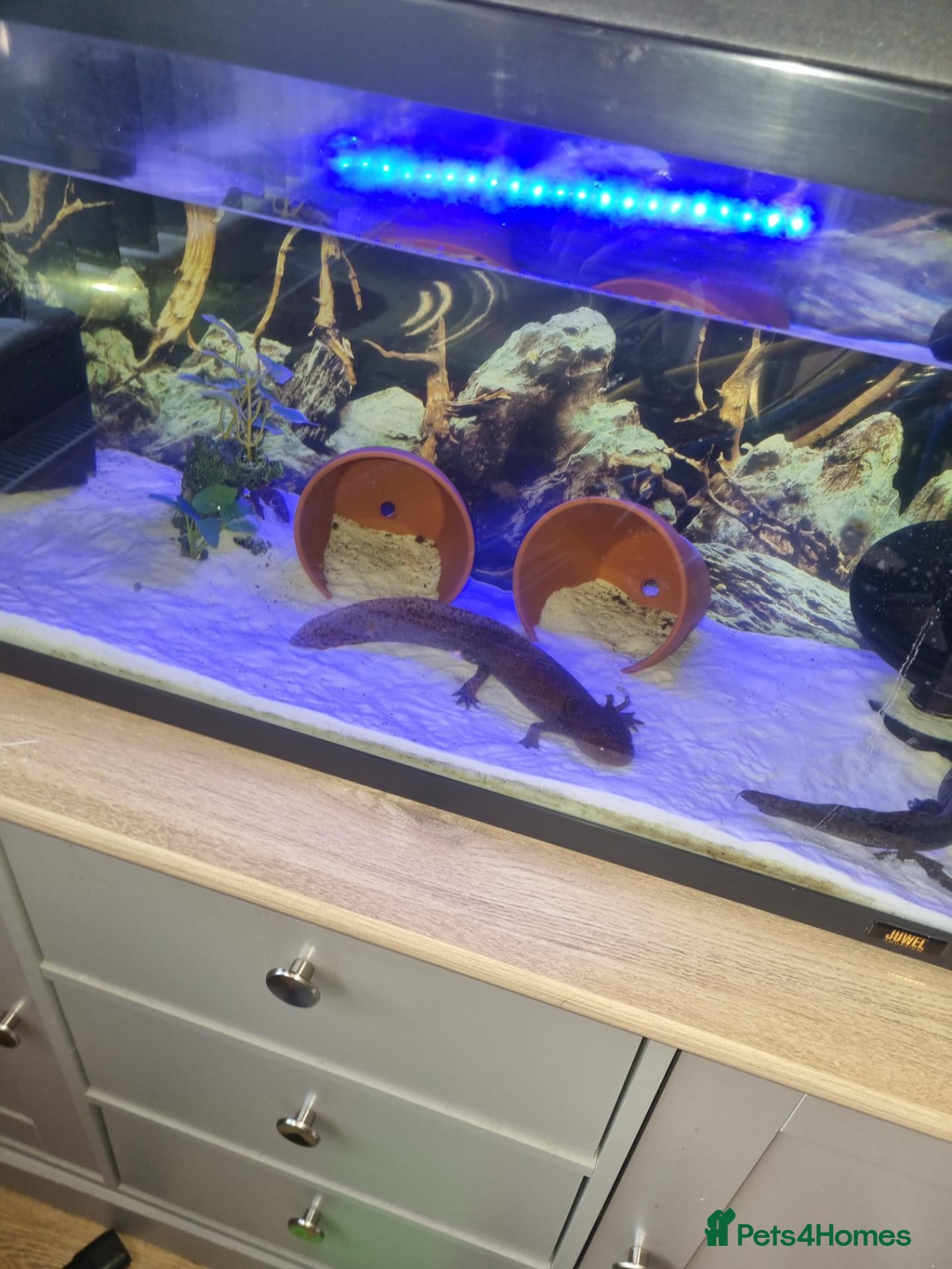 Axolotl reptiles Bert and Ernie  full set up for sale  - Advert 1