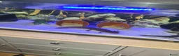 Axolotl reptiles for sale: Bert and Ernie  full set up for sale  in Corby - Advert 1