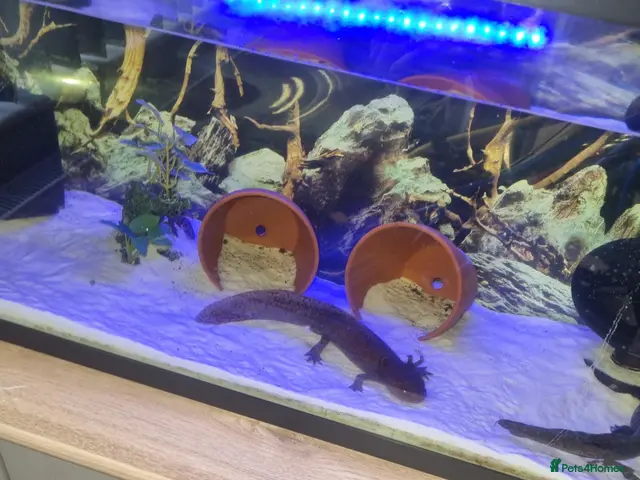 Axolotl reptiles Bert and Ernie full set up for sale - Advert 1
