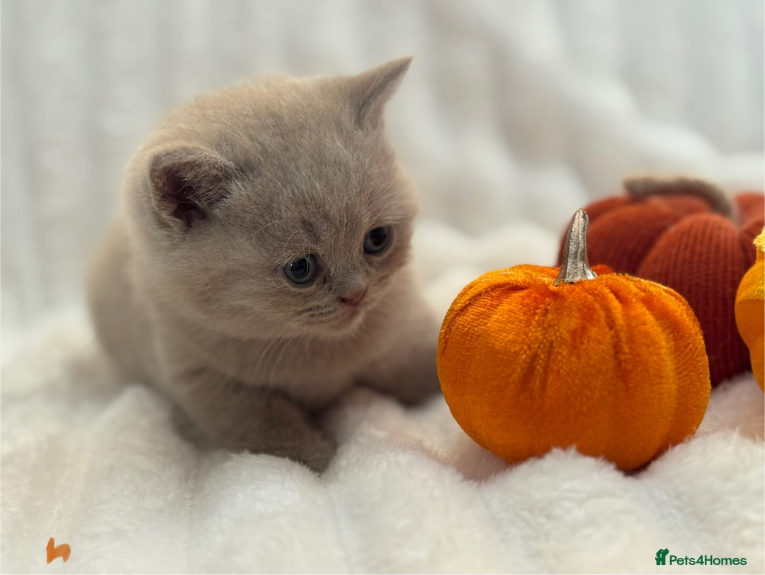 British Shorthair cats for sale: Champion sired Fawn British shorthair kittens - Image 4