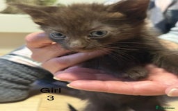 Ragdoll cats for sale: Ragdoll cross siamese kittens  - Image 19