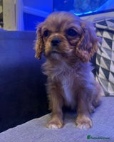 Cavalier King Charles Spaniel dogs Beautiful ruby ckcs puppies - Advert 10