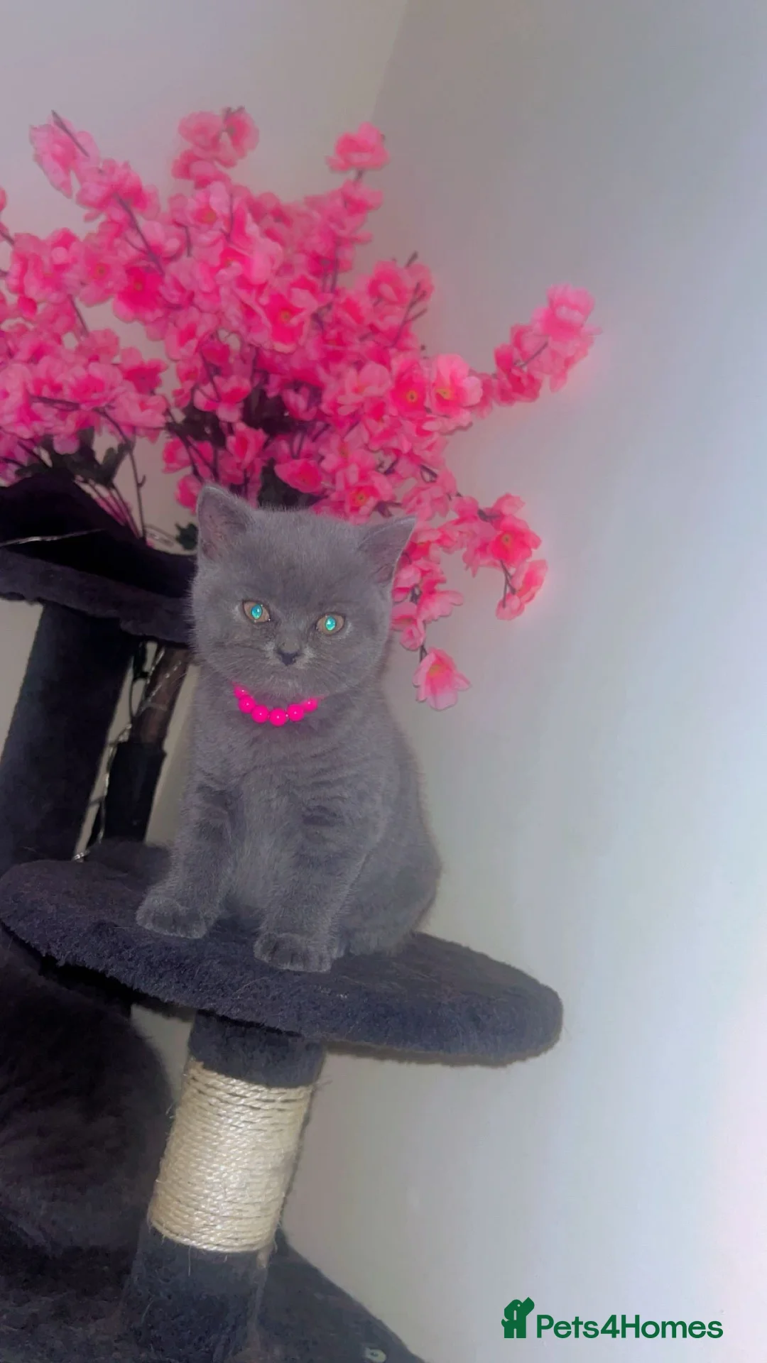 British Shorthair cats for sale: Full BHS kittens  - Advert 2