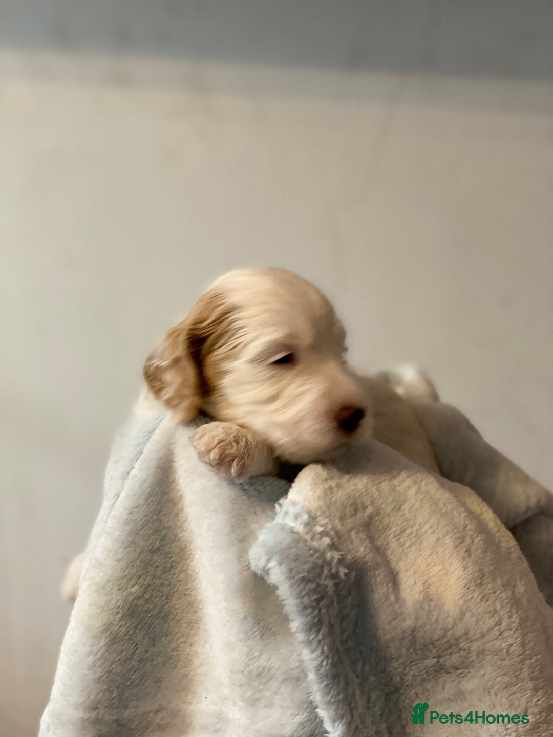Toy Poodle dogs for stud: Parti Toy Poodle KCregistered PRA PRCD NEG proven - Image 8