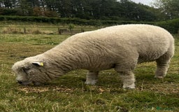 Sheep livestock for sale: Pure bred Ryeland tup - Image 4