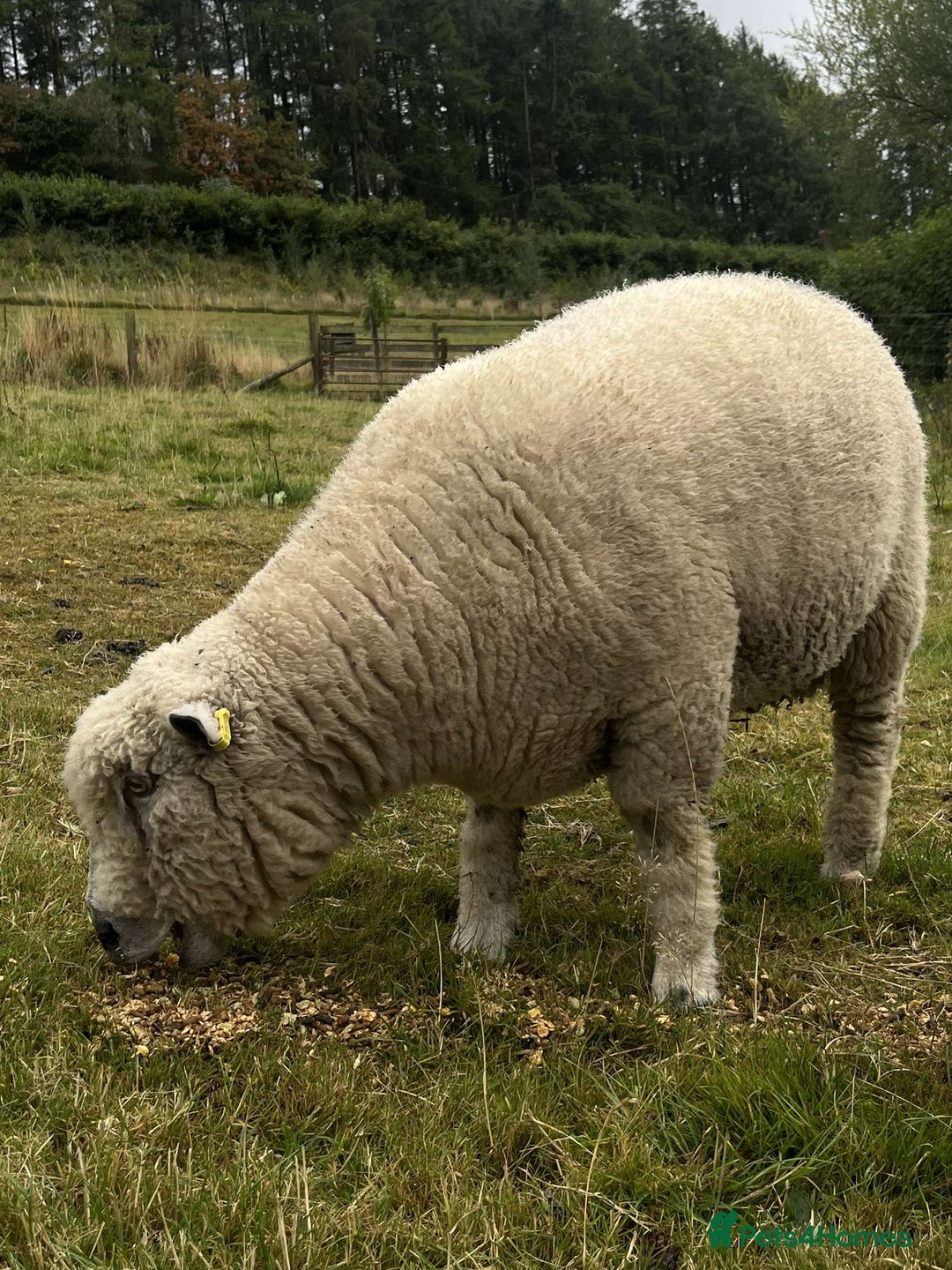Sheep livestock for sale: Pure bred Ryeland tup - Image 4