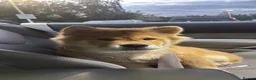Chow Chow dogs for sale: Chow chow Boy - Advert 4