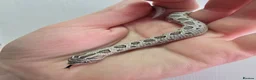 Snake reptiles for sale: Baby Western hognoses CB 26 mixed Morphs & Sex  - Advert 9