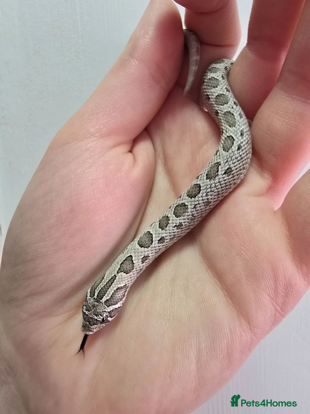 Snake reptiles for sale: Baby Western hognoses CB 26 From £80 - Advert 13