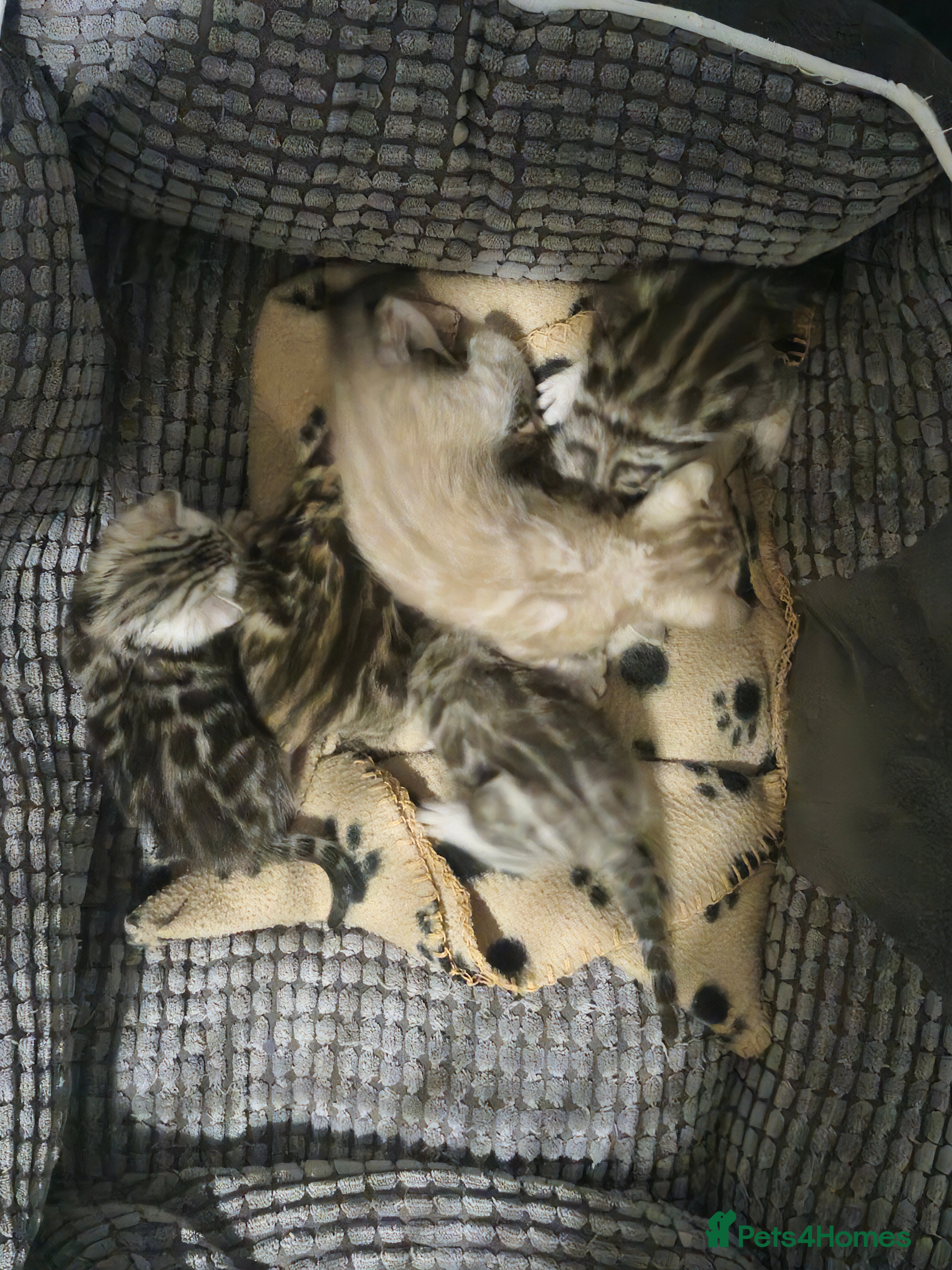 Bengal cats TICA Snow & Silver Health Tested Bengal Kittens - Advert 1