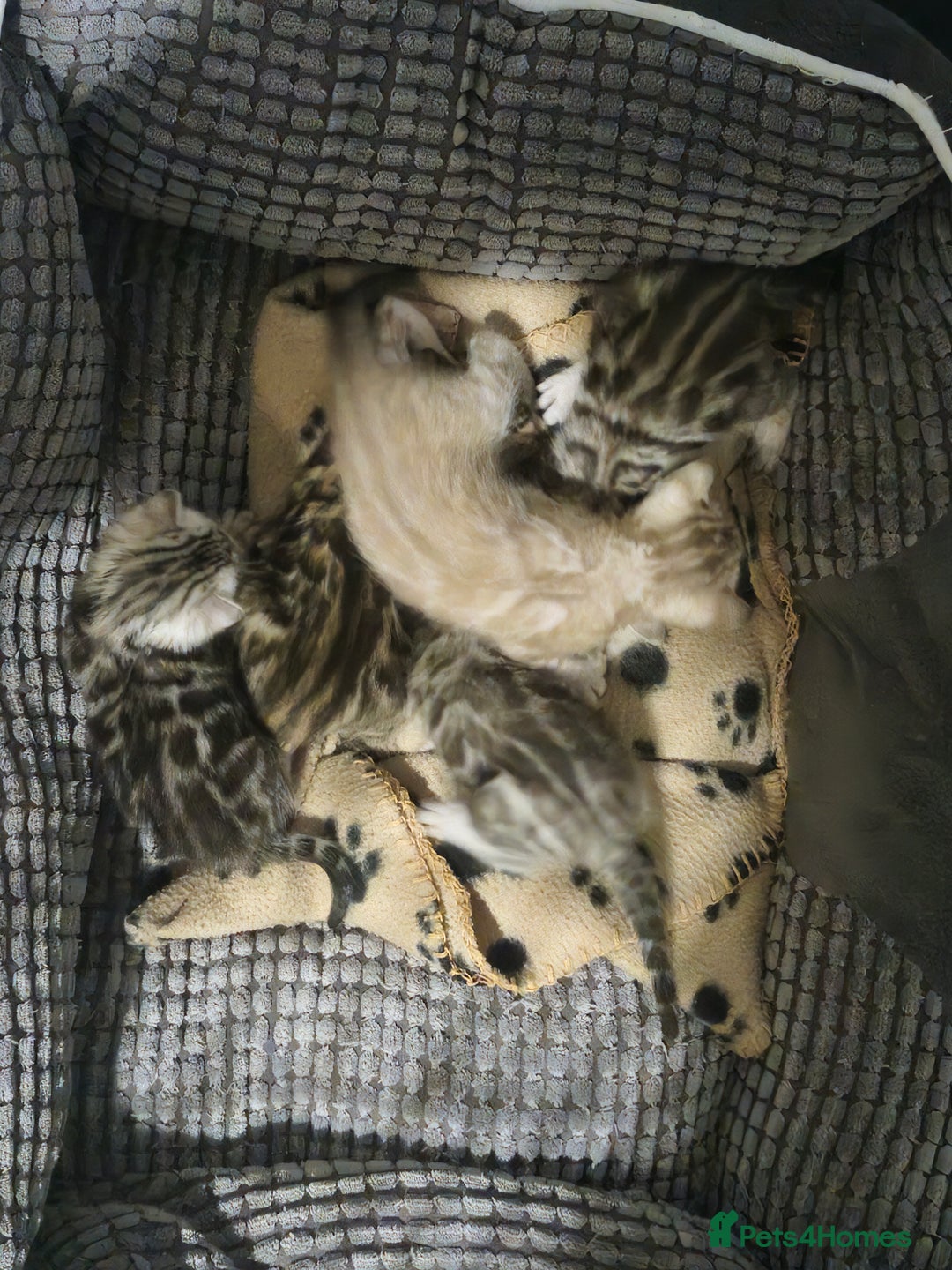 Bengal cats for sale: TICA Snow & Silver Health Tested Bengal Kittens - Advert 1