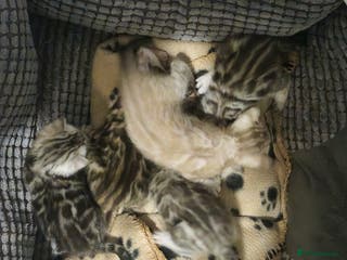 Bengal cats TICA Snow & Silver Health Tested Bengal Kittens - Advert 1