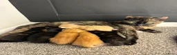 Mixed Breed cats for sale: 4 cute kittens  - Advert 1