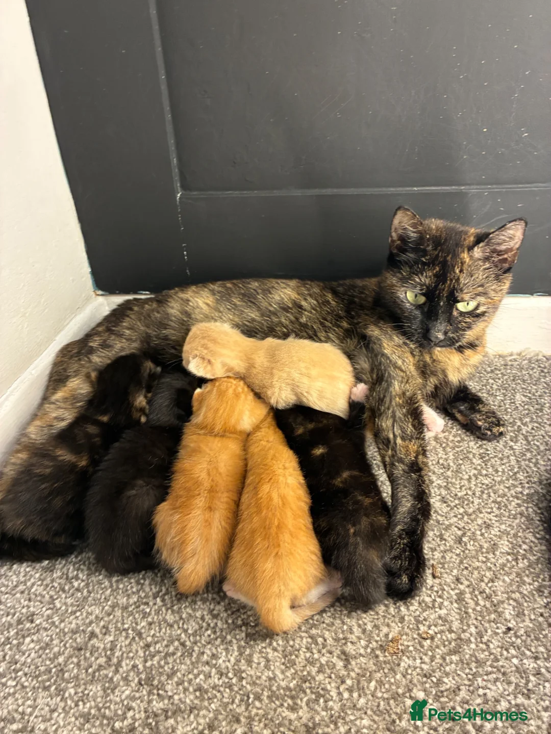 Mixed Breed cats for sale: 4 cute kittens  - Advert 1