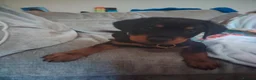 Rottweiler dogs for sale: A good boy - Advert 6