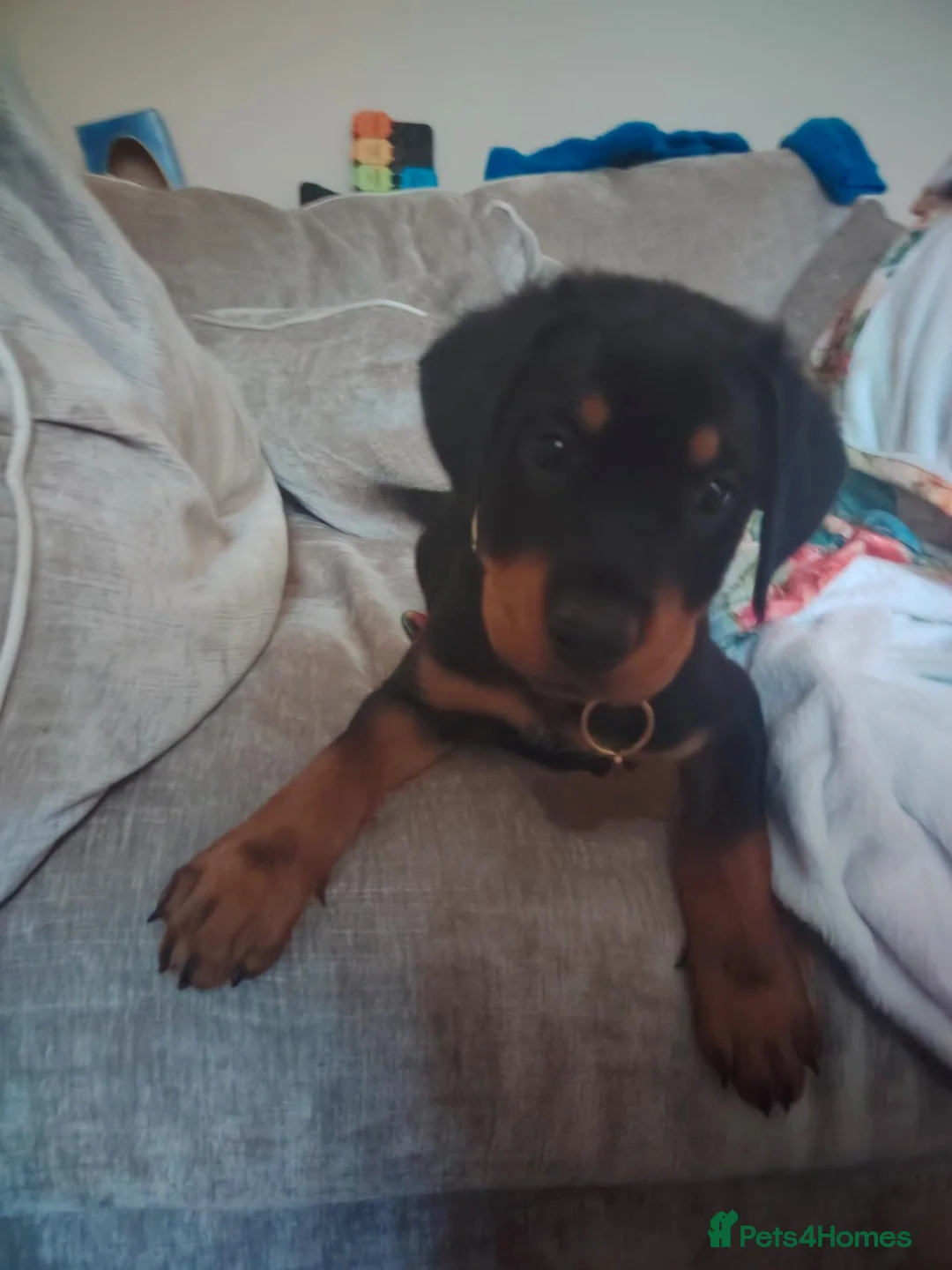 Rottweiler dogs for sale: A good boy - Advert 6