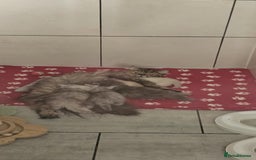 Persian cats for sale: Gorgeous litter of 6 PKD Negative Persian kittens - Image 15