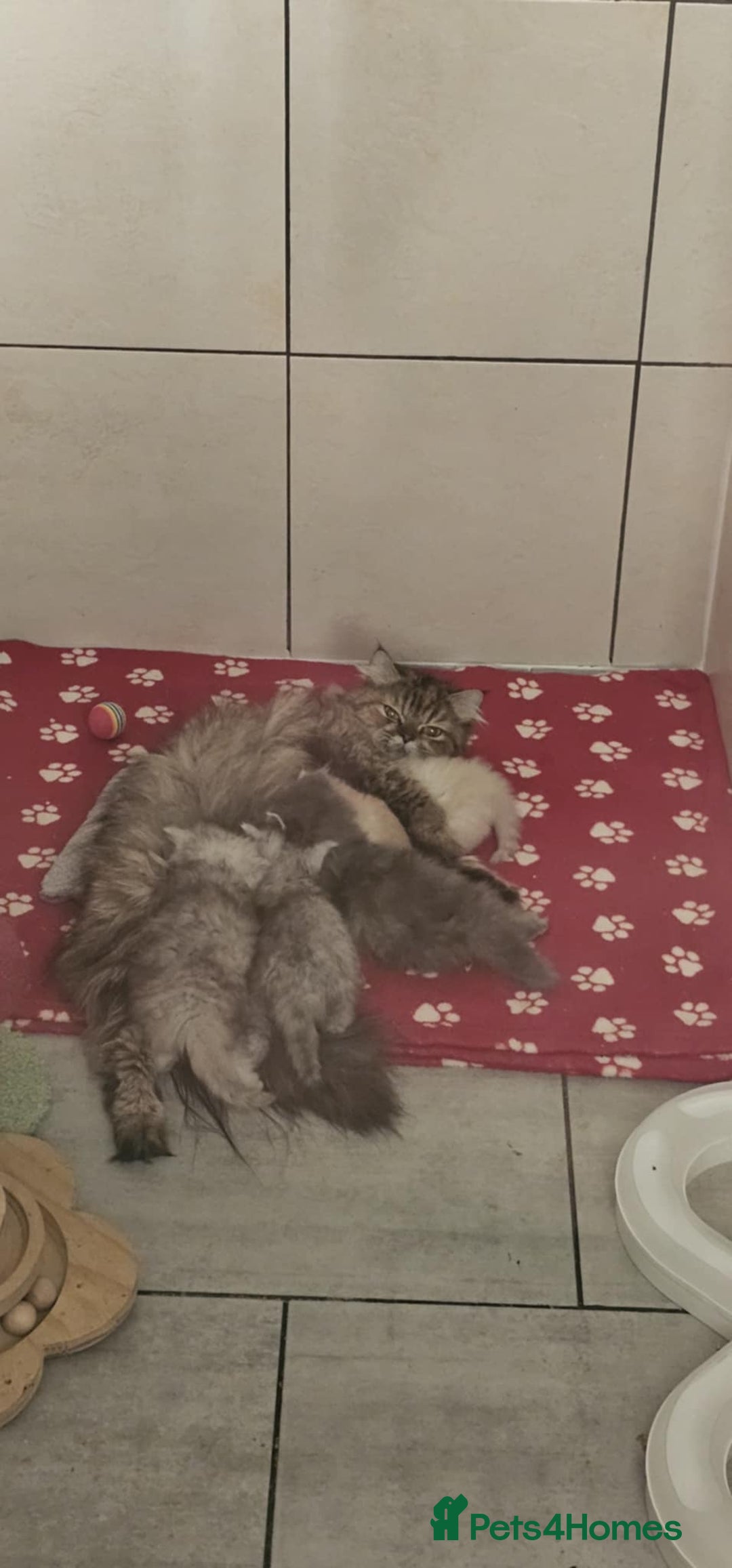 Persian cats for sale: Gorgeous litter of 6 PKD Negative Persian kittens - Image 15