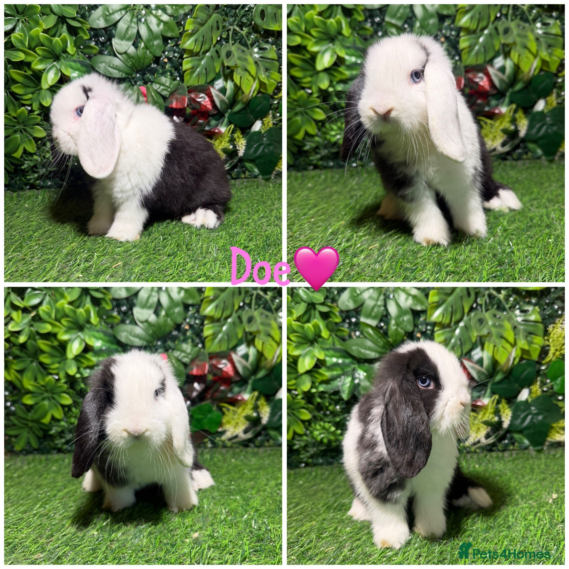 Mini Lop rabbits Pure breed mini lop male and female  - Advert 1