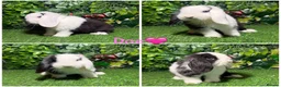 Mini Lop rabbits for sale: Pure breed mini lop male and female  - Advert 1