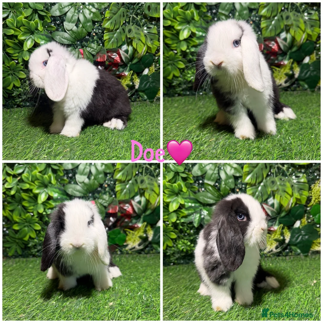 Mini Lop rabbits for sale: Pure breed mini lop male and female  - Advert 1