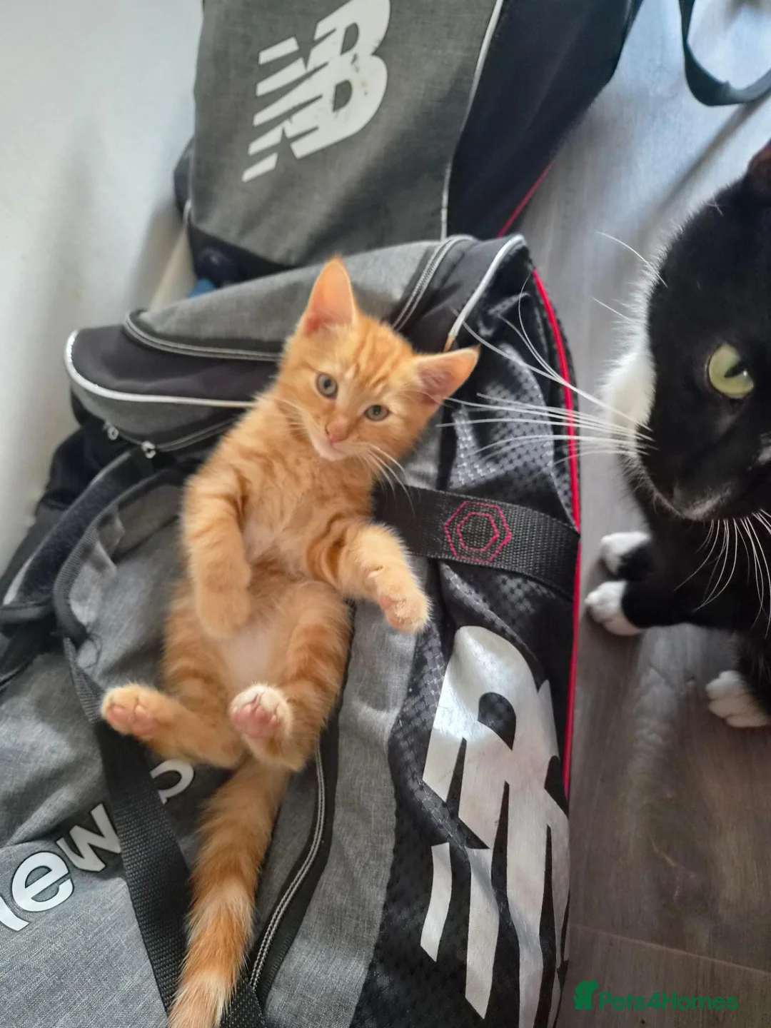 Mixed Breed cats for sale: Beautiful Kitten - Last in Litter.  - Advert 1