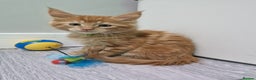 Maine Coon cats for sale: 2 Maine Coon Kittens  - Advert 7