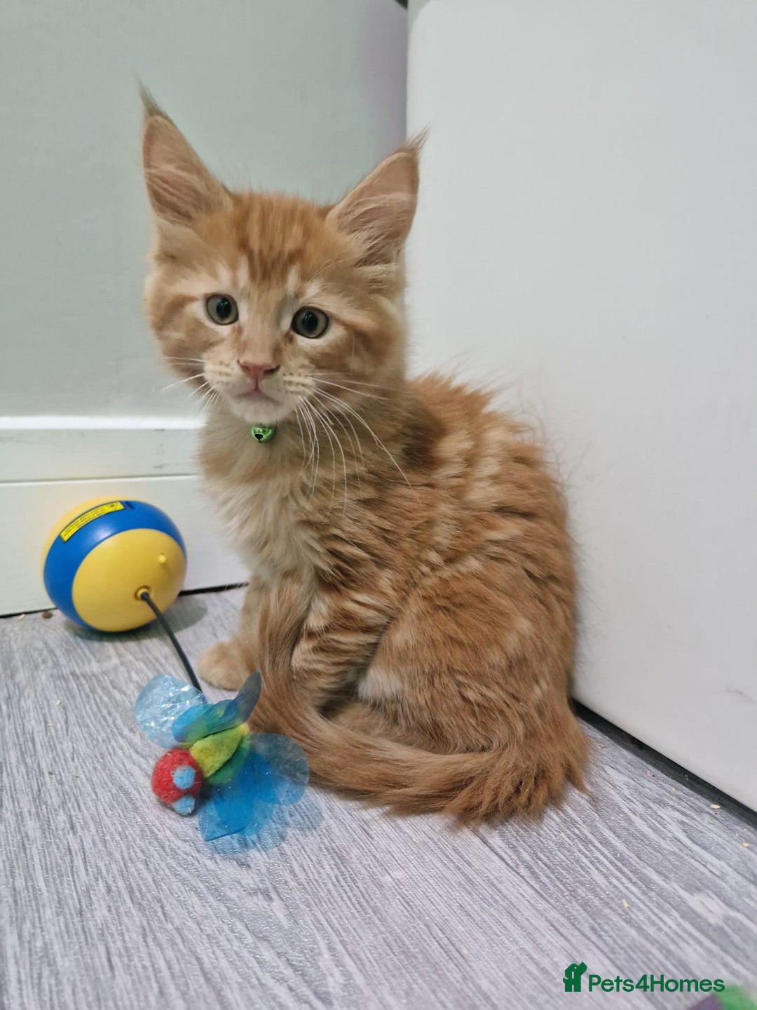 Maine Coon cats for sale: 2 Maine Coon Kittens  - Advert 7