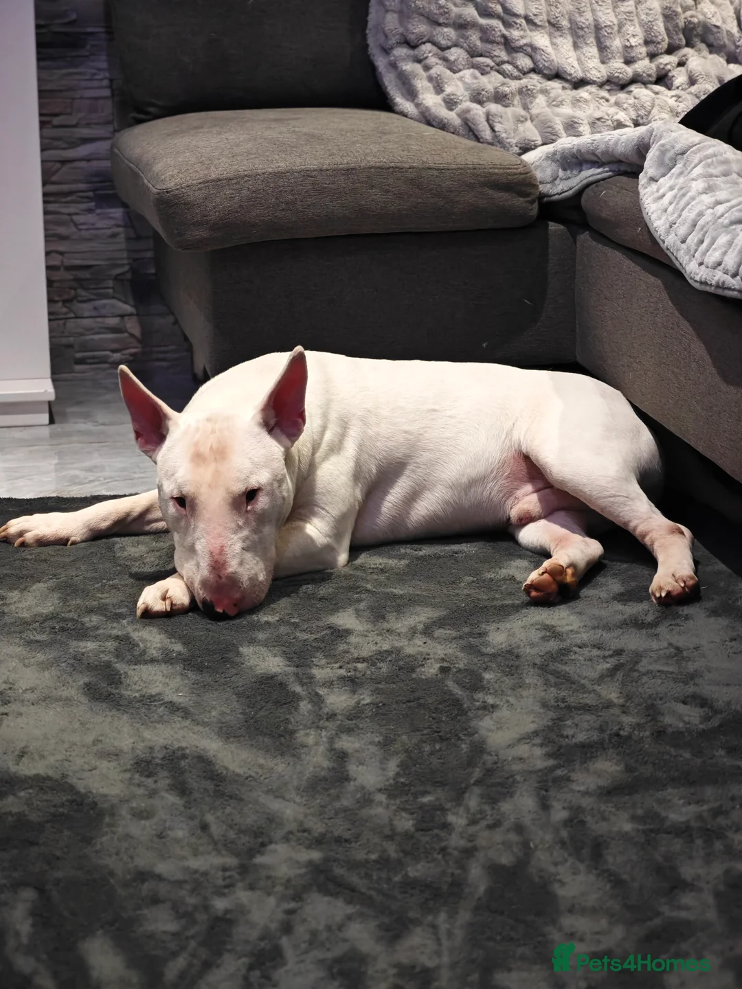 English Bull Terrier dogs for sale: English Bull Terrier  - Advert 4