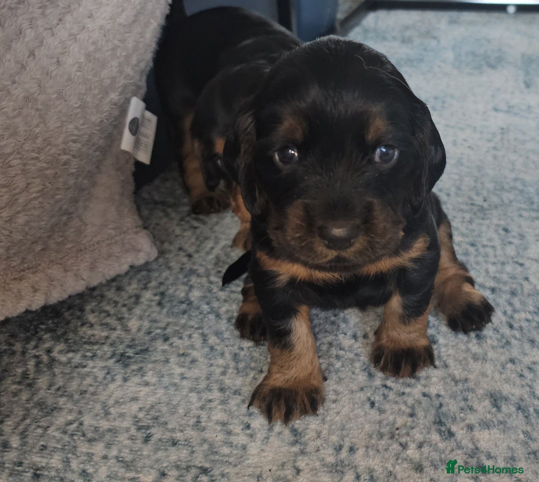 Sprocker dogs for sale: Three gorgeous girls for sale ❤️ - Image 2