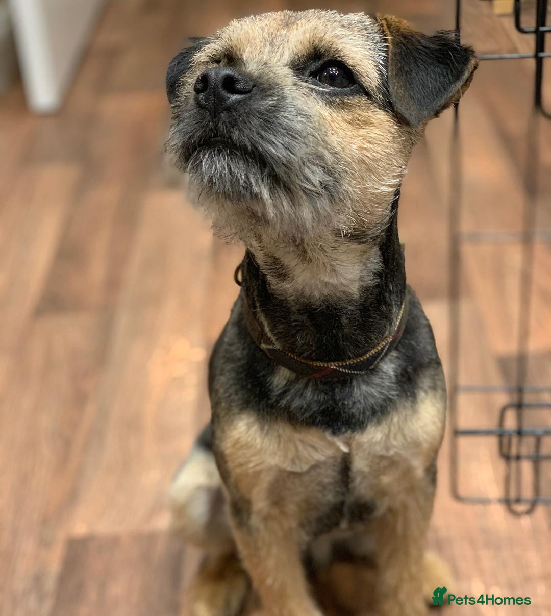 Border Terrier dogs for sale: Male Border Terrier - Image 5