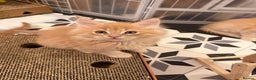 Maine Coon cats for sale: TICA Registered Maine Coon Kittens - Advert 19