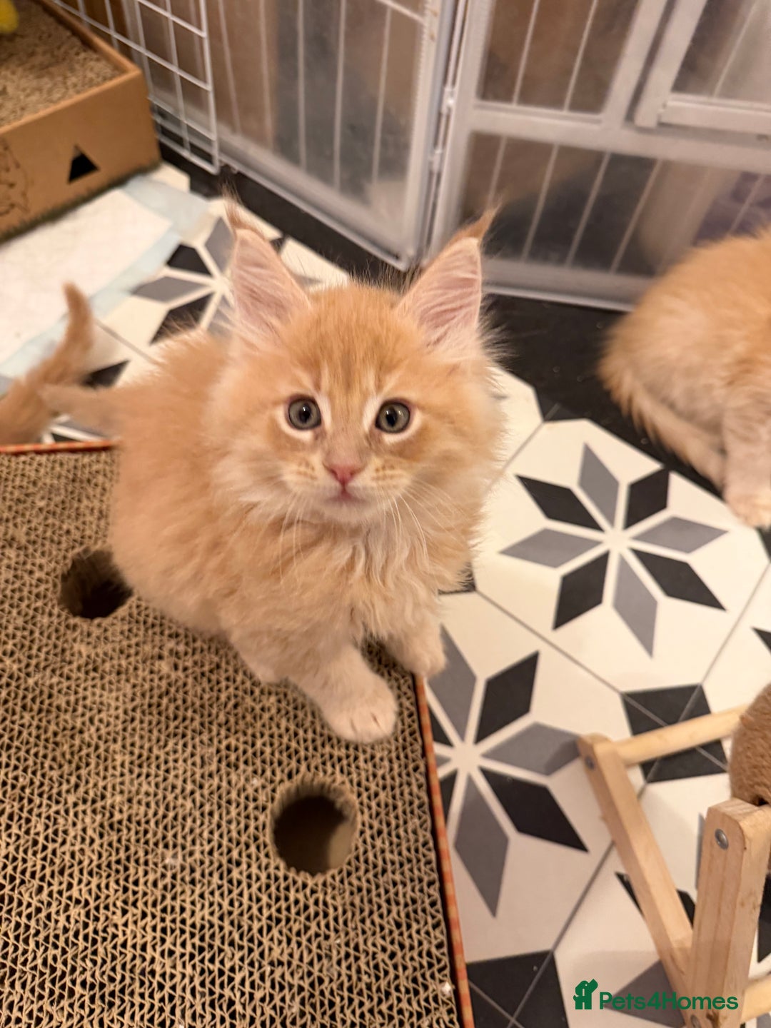 Maine Coon cats for sale: TICA Registered Maine Coon Kittens - Advert 19