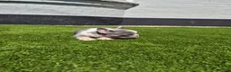 French Bulldog dogs for sale: Top Quality KC Registered French Bulldog 2x Micro  in Bournemouth - Advert 24