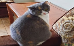 Scottish Fold cats for sale: SOLD---TICA Registered Scottish Straight Neutared  - Image 4
