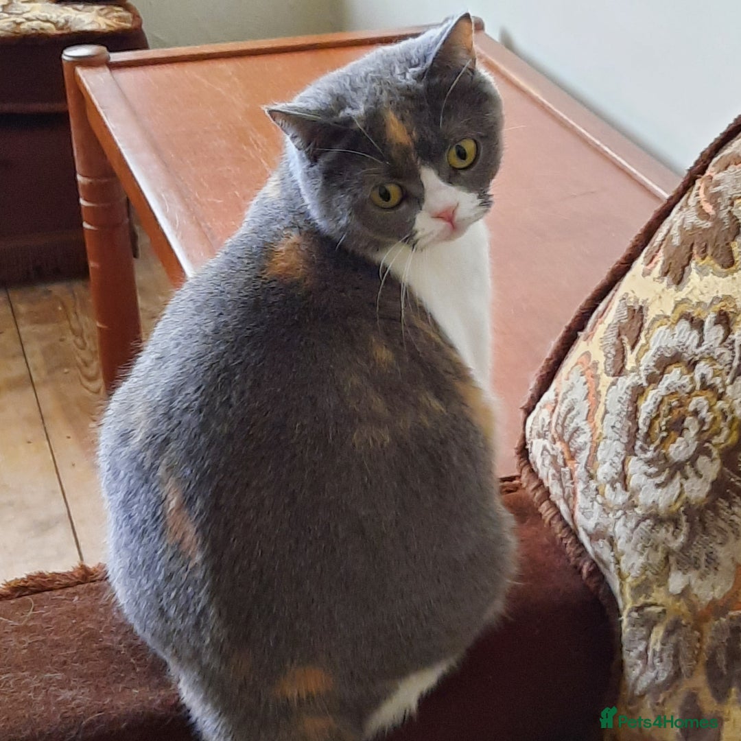 Scottish Fold cats for sale: SOLD---TICA Registered Scottish Straight Neutared  - Image 4
