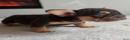 French Bulldog dogs for sale: French bulldog  - Advert 5