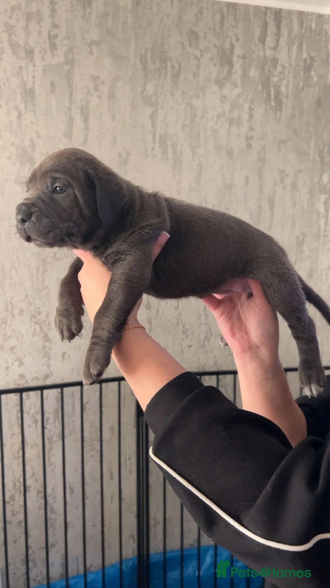 Cane Corso dogs for sale: Pure Blue Cane Corso puppies for sale - Advert 18
