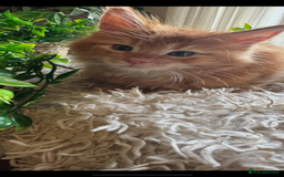 Maine Coon cats for sale: Beautiful GCCF Maine Coon kittens - Advert 36