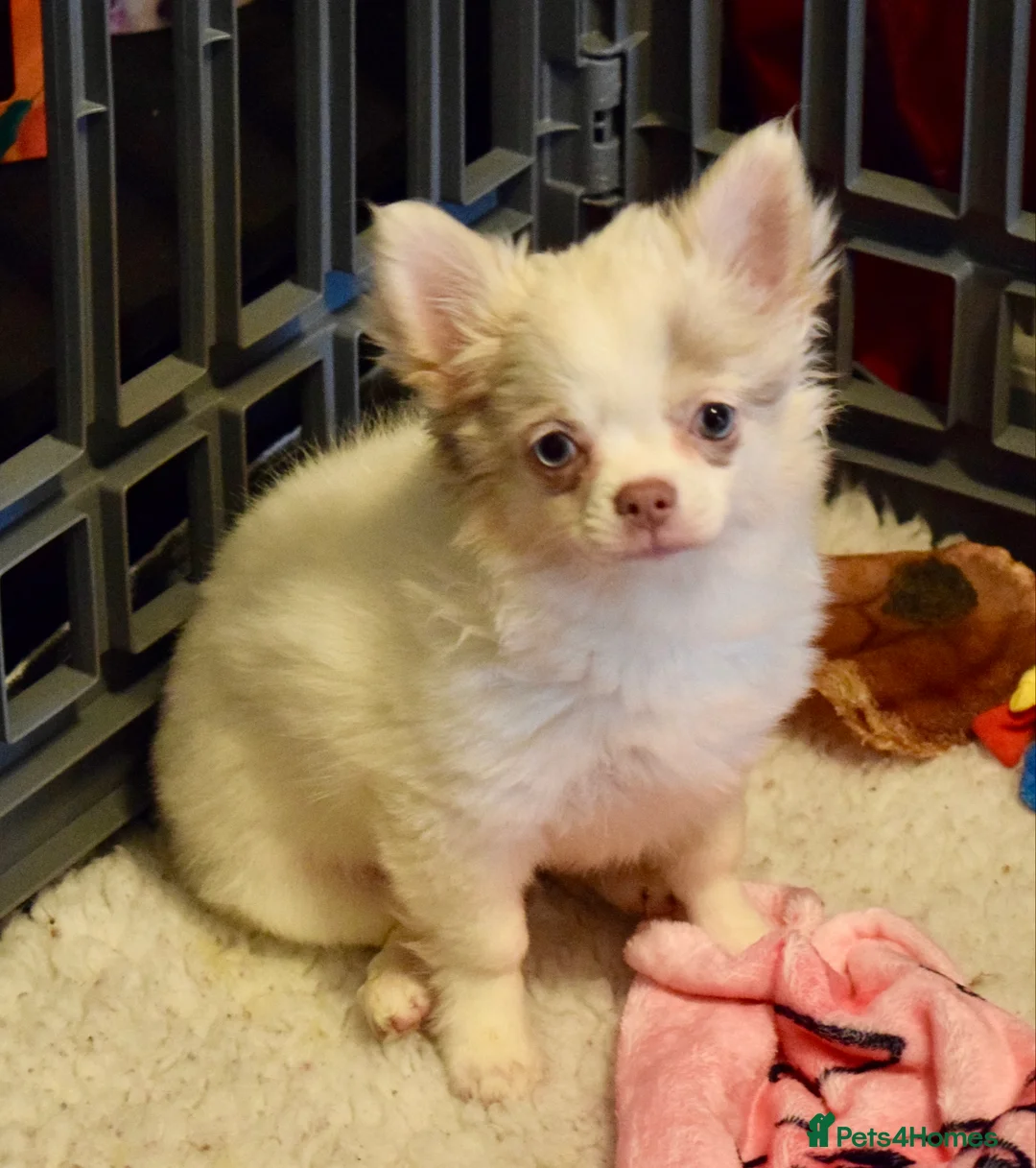 Chihuahua dogs for sale: Long coat chihuahua puppies  - Advert 5
