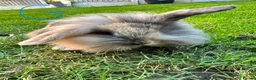 Lionhead rabbits for sale: Lionhead rabbits for sale  - Advert 4