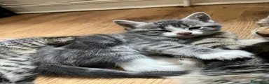 Norwegian Forest Cat 9