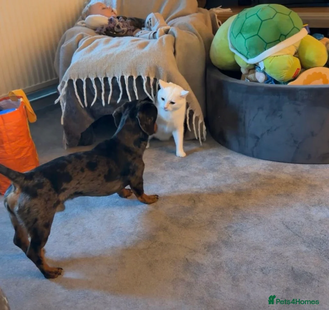 Dachshund dogs for sale: Male dachshund  - Advert 3