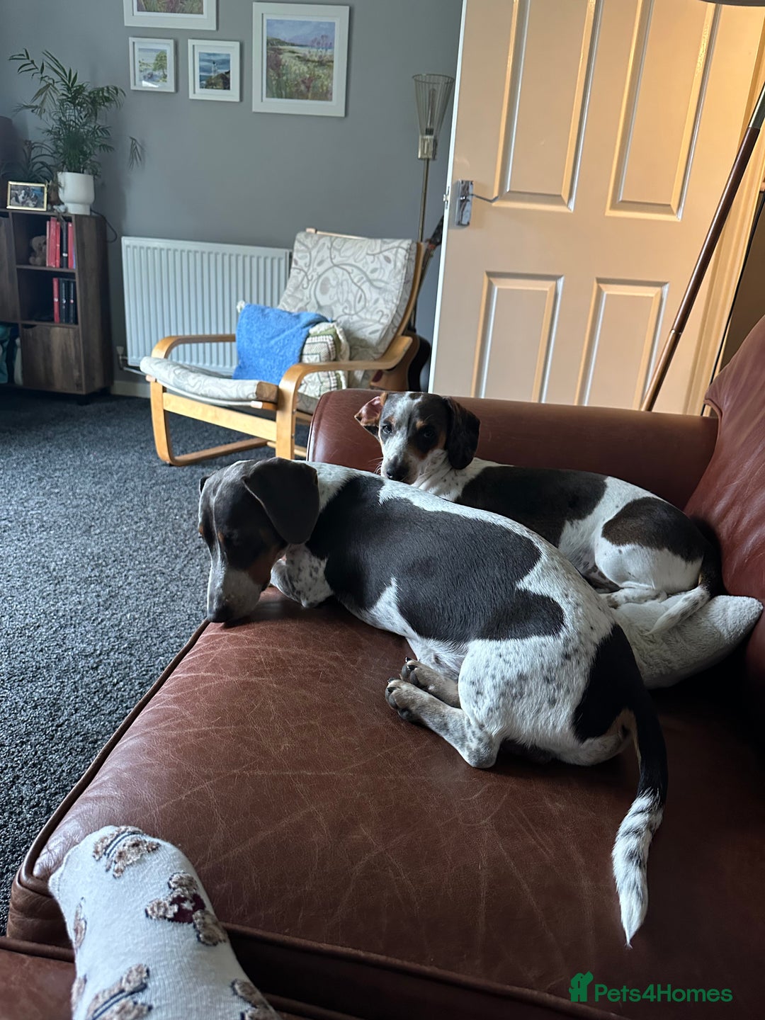 Dachshund dogs for sale: blue piebald Dachshund boys in need of a home - Image 4