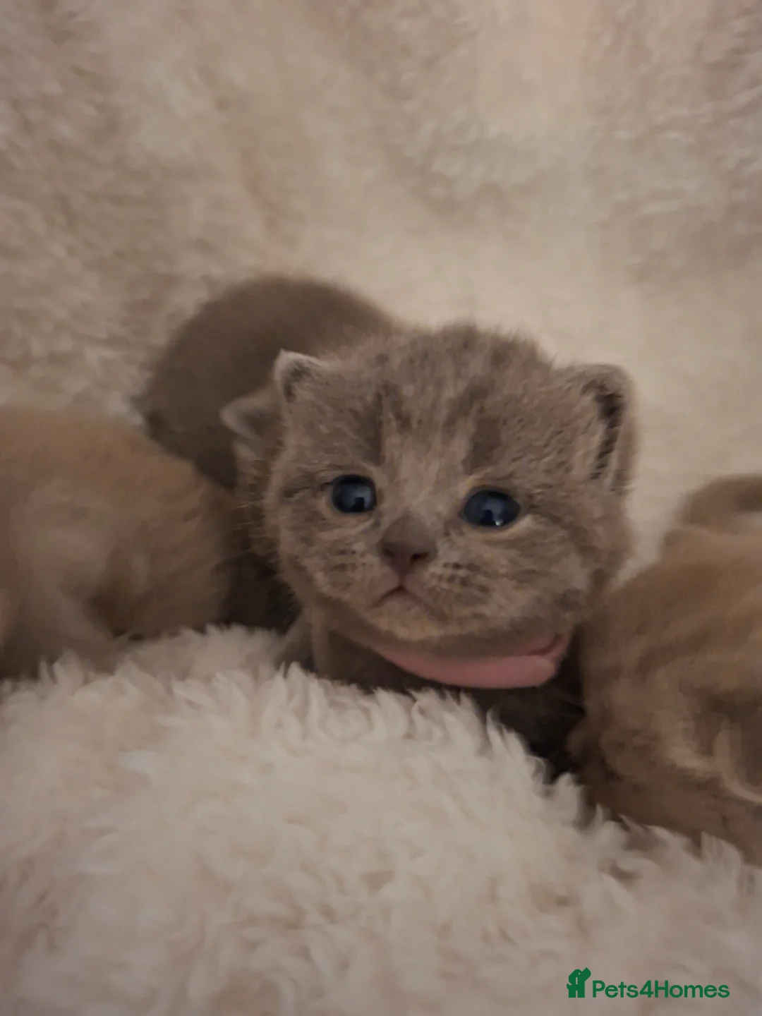 British Shorthair cats for sale: Only 1 blue boy & 1 blue girl available to reserve - Advert 31