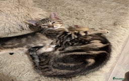 Domestic Shorthair cats for sale: Beautiful domestic short hair kittens for sale  - Image 18