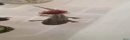 Axolotl reptiles for sale: Axolotl (wild & Leucistic) - Advert 10